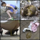 This  Japanese video features multiple women pissing or shitting in their panties, then leaving the soiled panties on the ground. The cameraman examines what is left behind. 857 MB, MP4 file requires high-speed Internet. About 2 hours.